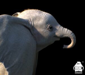 Dumbo Character design.